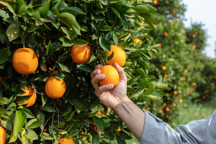 橙子 – Finike Portakalı