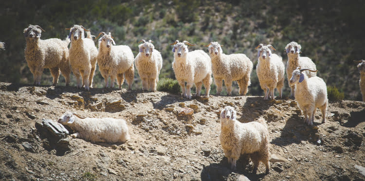 安卡拉山羊 – Ankara Keçisi