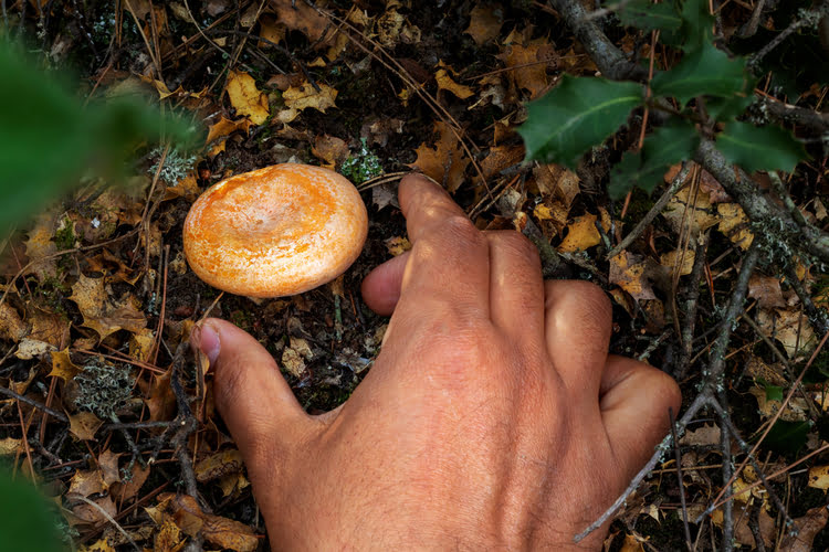 梅尔克菌菇拼盘 - Melki Mantarı Yemeği