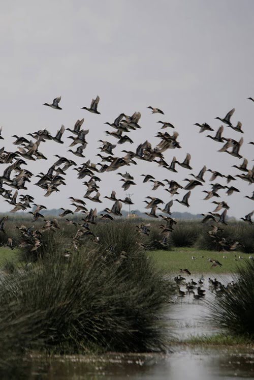 鸟类保护区 – Kuş Cenneti