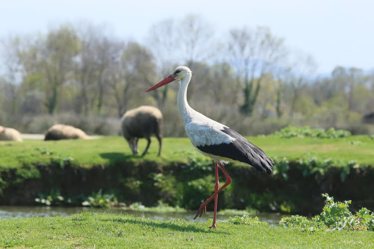 鸟类保护区 – Kuş Cenneti