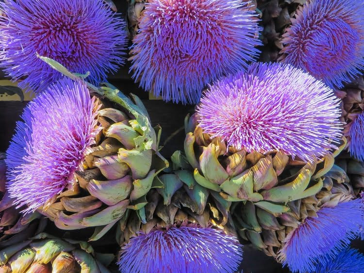 伊兹密尔当地丰富的特色植物 – Çeşitli Yöresel Otlar