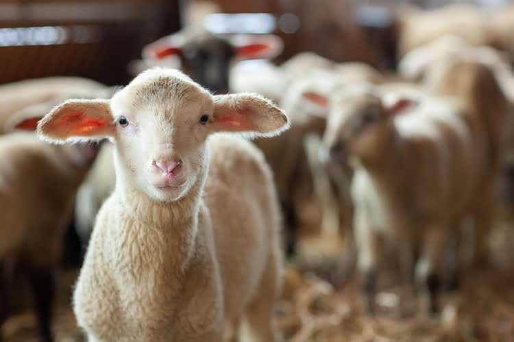 羊肉 – Kuzu Eti