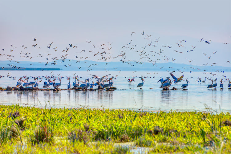 鸟类保护区国家公园 – Kuş Cenneti Milli Parkı