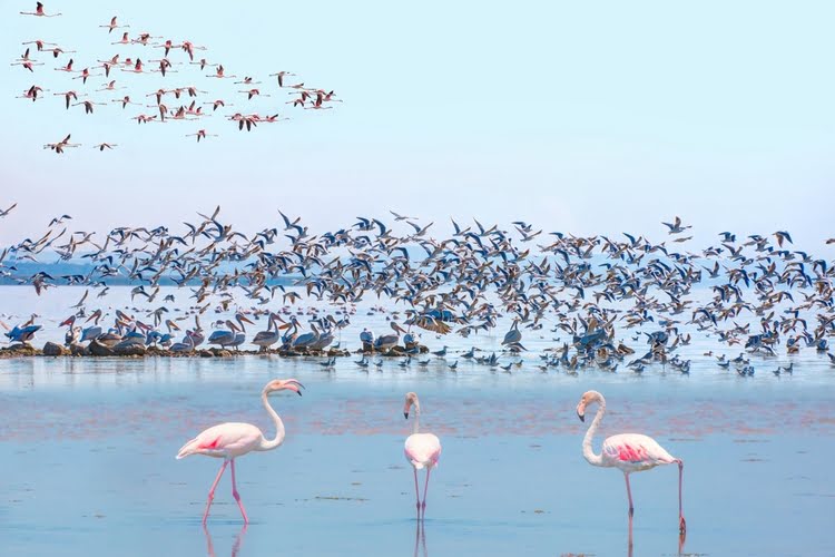 鸟类保护区国家公园 – Kuş Cenneti Milli Parkı