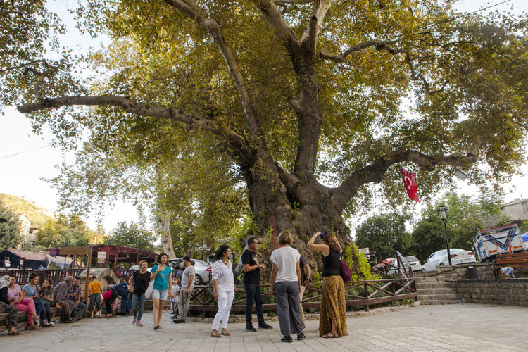 萨曼达格地区的穆萨树 - Samandağ Musa Ağacı