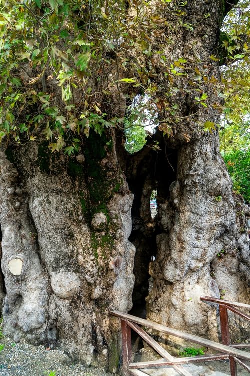 萨曼达格地区的穆萨树 - Samandağ Musa Ağacı
