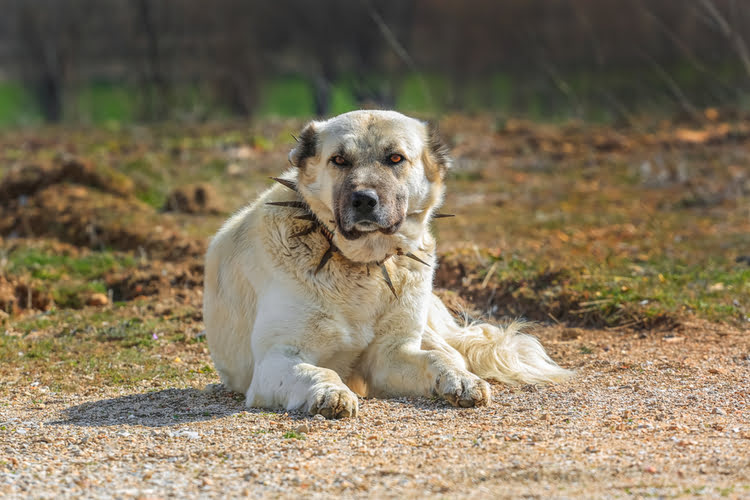 锡瓦斯康加犬 – Kangal Köpeği