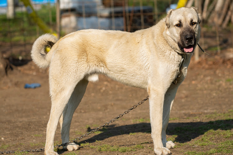 锡瓦斯康加犬 – Kangal Köpeği