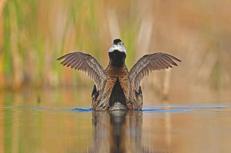 埃尔切克湖鸟类保护区 - Erçek Gölü Kuş Cenneti