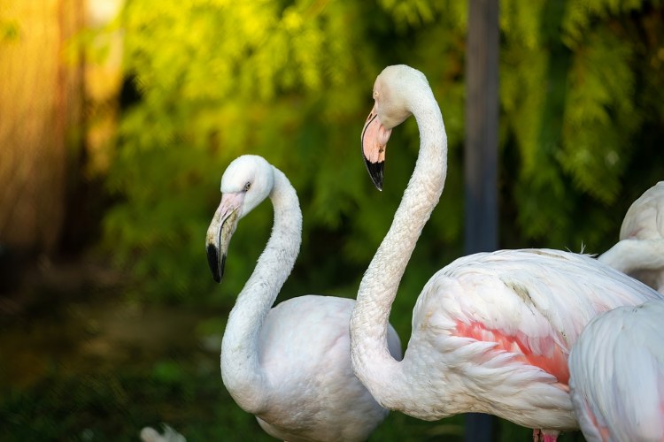 火烈鸟（鹤）- Flamingolar (Allı Turnalar)