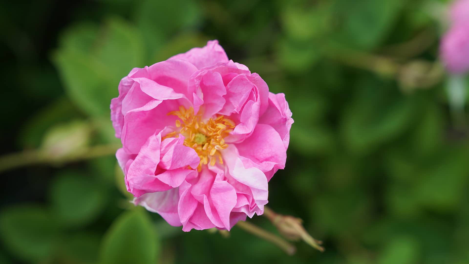 玫瑰 – Gül Bahçeleri