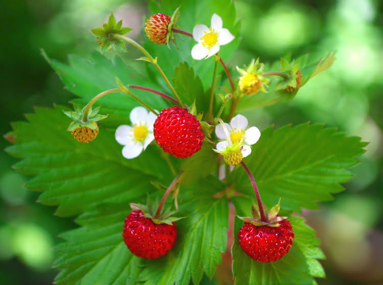 野草莓 – Dağ Çileği