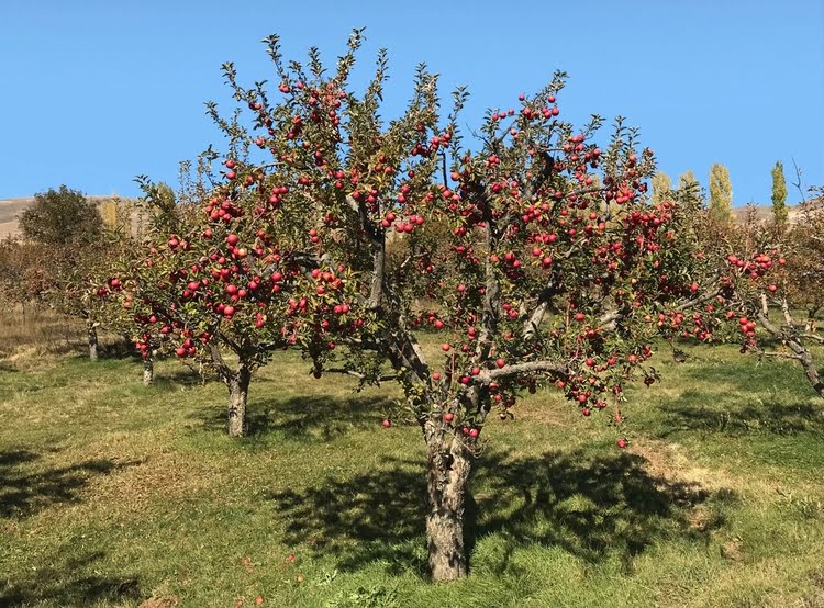 阿马西亚苹果 – Amasya Elması